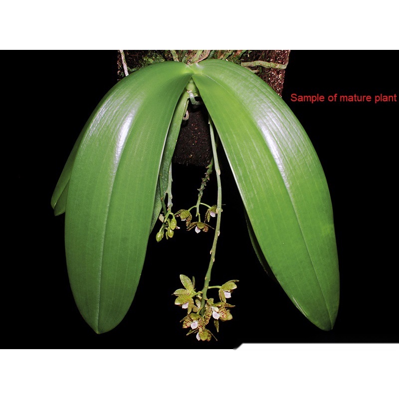 販売購入 ［洋蘭原種］ Phalaenopsis kapuasensis | kotekservice.com